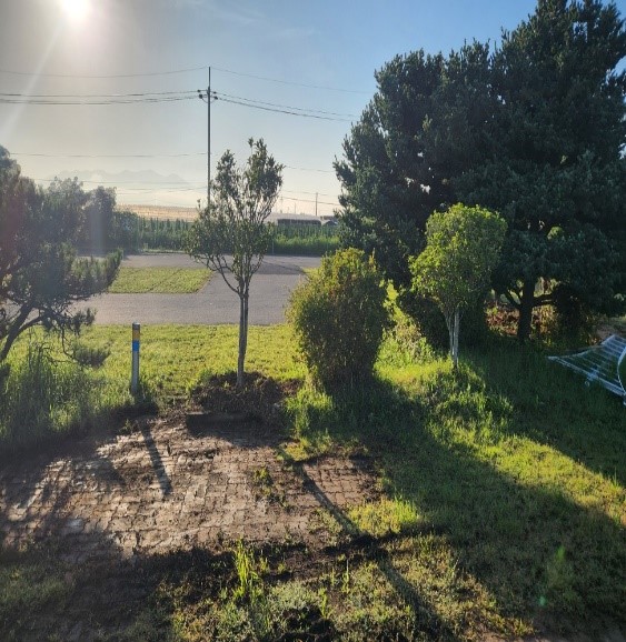 돈나무,산철쭉 이식3